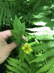 Geum
