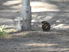 Coturnicops noveboracensis