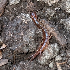 Lithobius forficatus