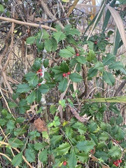 Ilex