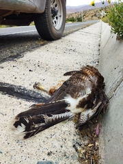 Parabuteo unicinctus unicinctus