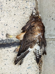 Parabuteo unicinctus unicinctus