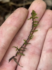 Cryphaea glomerata