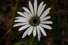 Gerbera linnaei