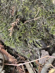 Cryphaea glomerata