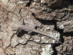 Urosaurus ornatus schmidti