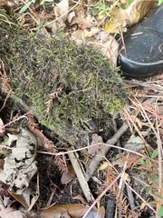 Cryphaea glomerata