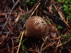 Lycoperdon nigrescens