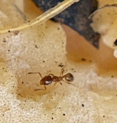 Pheidole tysoni