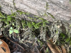 Cryphaea glomerata
