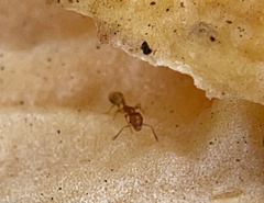 Pheidole tysoni