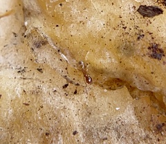 Pheidole tysoni
