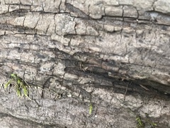 Cryphaea glomerata