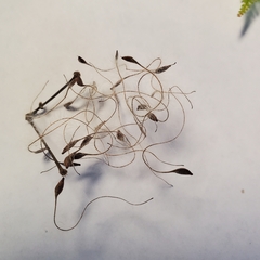 Clematis