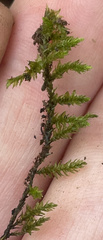 Cryphaea glomerata
