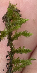 Cryphaea glomerata