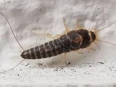 Ctenolepisma