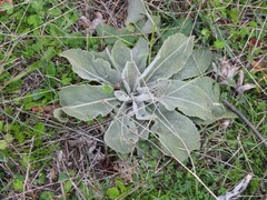 Verbascum pulverulentum