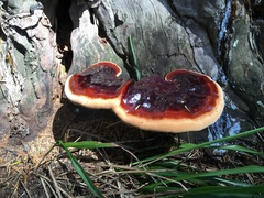 Ganoderma lucidum