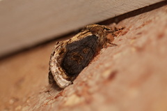 Zalissa catocalina