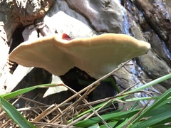 Ganoderma lucidum