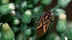 Graptostethus servus