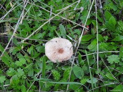 Geranium molle