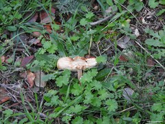 Clitocybe brunneocephala