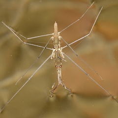 Aquarius najas
