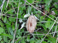 Clitocybe brunneocephala