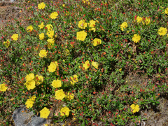 Cistus lasianthus
