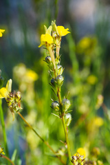 Linaria saxatilis