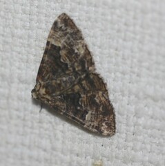 Aporoctena scierodes