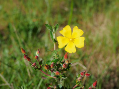 Cistus lasianthus