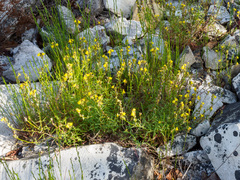 Linaria saxatilis