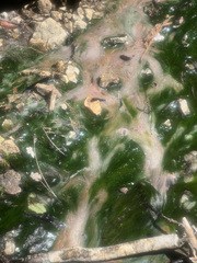 Phacellophora camtschatica