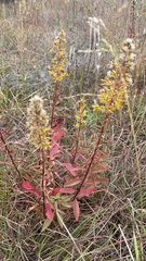 Solidago speciosa