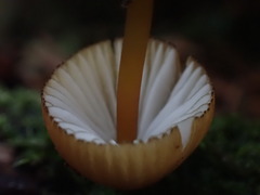 Mycena viridimarginata