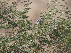 Polioptila melanura