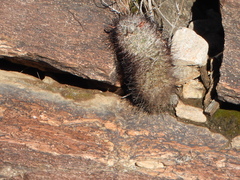 Mammillaria tetrancistra