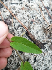 Stylisma humistrata