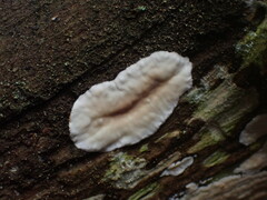 Dacryobolus karstenii