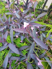 Tradescantia pallida
