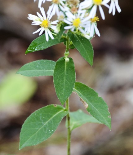 Large-leaved Aster (Asters Of The Northeastern United States) · INaturalist