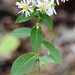 Eurybia macrophylla - Photo (c) Heather Pickard, 일부 권리 보유 (CC BY-NC), uploaded by Heather Pickard