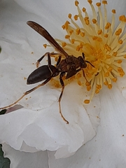 Polistes metricus