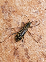 Chlorophorus annularis
