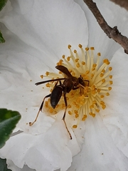Polistes metricus