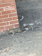 Sciurus carolinensis