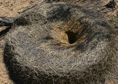 Polyrhachis macropus